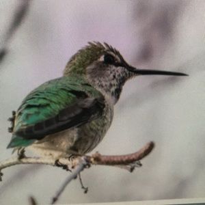 Meet your Posher, Cherish